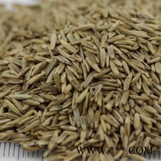 驱虫斑鸠菊 除虫斑鸠菊 印度山茴香 艾特日拉力 野茴香 统货 产地 新疆维吾尔自治区图1