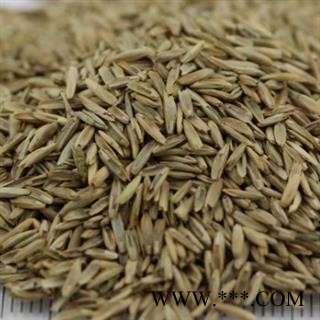 驱虫斑鸠菊 除虫斑鸠菊 印度山茴香 艾特日拉力 野茴香 统货 产地 新疆维吾尔自治区图2