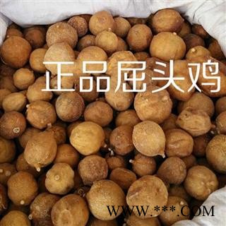 小丽百草行屈头鸡 树屈头鸡 果实统货图3