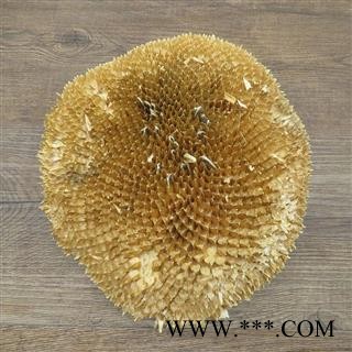 吉康药业 向日葵花盘新货向日葵盘 内蒙肉质花盘 质地厚图2