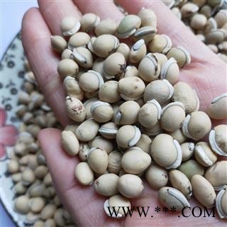 白扁豆 云南正品带边白扁豆选货 产地 云南省图3