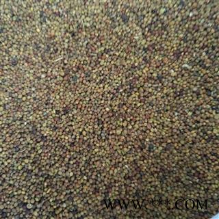 菟丝子 菟丝子水洗选货 产地 内蒙古自治区图2