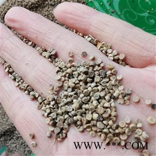 吉康药业冬葵果冬葵子 葵菜子新货干净无杂图2