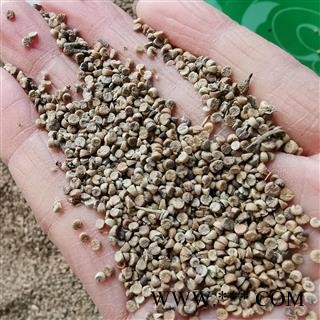 吉康药业冬葵果冬葵子 葵菜子新货干净无杂图3