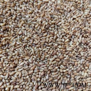 柏子仁 产地直销新货柏子仁精选货 产地 山东省图3