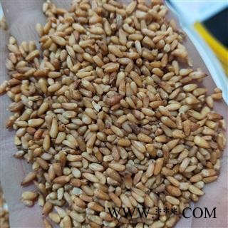 柏子仁 产地直销新货柏子仁精选货 产地 山东省图2