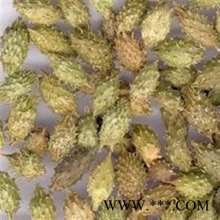 苍耳子 选 苍耳子 产地 黑龙江省德誉堂药业批发各种中药材图2