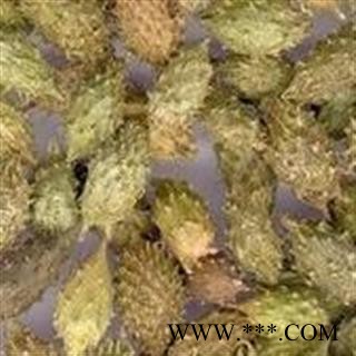 苍耳子 选 苍耳子 产地 黑龙江省德誉堂药业批发各种中药材图3