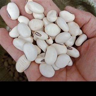 丽丽药业 白豆刀豆 中药材批发 正品保证实图拍照7天无理由退货退款图2