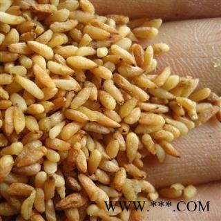 德誉堂药业 柏子仁 98货 选柏子仁 产地 山东省图2