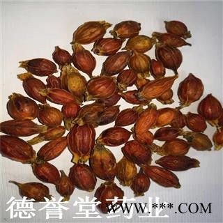 栀子 选 栀子 产地 江西省 德誉堂批发各种中药材图3