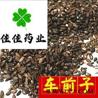 车前子 车前子净货 选货 产地 江西省图3