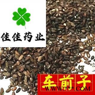 车前子 车前子净货 选货 产地 江西省图2