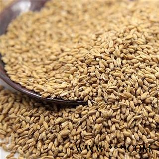 浮小麦 正品保证质量7天无理由退货退款 安品堂图3