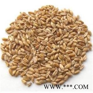 浮小麦 正品保证质量7天无理由退货退款 安品堂图2