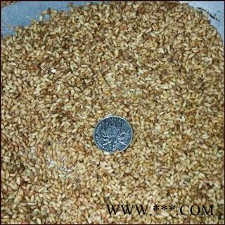 德誉堂药业柏子仁  柏子仁 产地 山东省 本店批发各种中药材图3