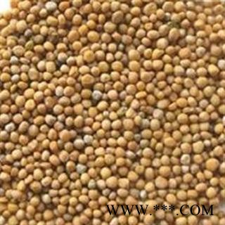 白芥子 白芥子净货 产地 四川省 国药堂 专注品质图3