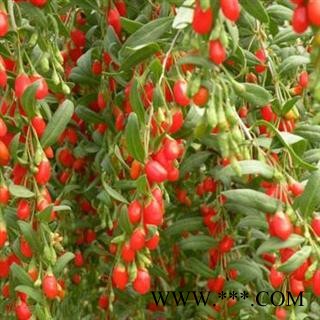 德誉堂药业枸杞 红枸杞 枸杞子 产地 宁夏 批发各种中药材图4