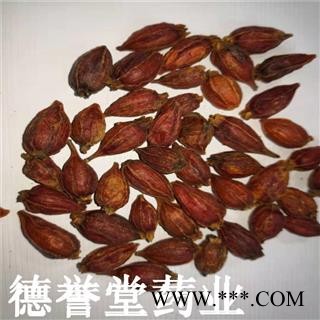 栀子 选 福建栀子 大栀子 德誉堂批发各种中药材图3