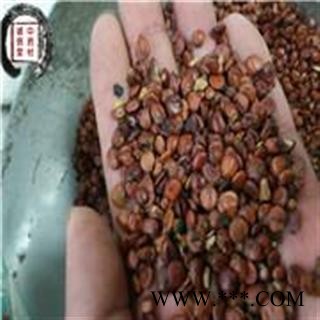 酸枣仁 选 枣仁 云南酸枣仁 批发各种中药材图4