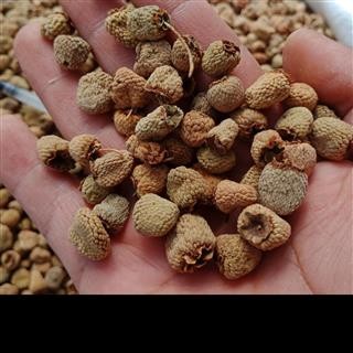 丽丽药业 覆盆子中号 中药材批发 正品保证实图拍照7天无理由退货退款图2