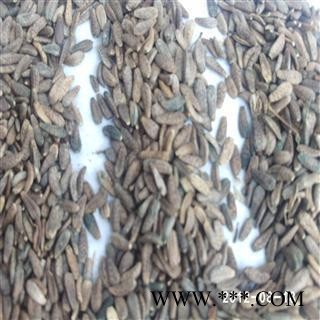 大力子 牛子 选 牛蒡子  产地  甘肃 德誉堂药业批发各种中药材图2