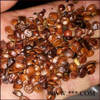 枣仁 供应中药材酸枣仁 云南酸枣仁 批发零售各种中药材图3