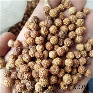 梧桐子 野生梧桐子精选梧桐籽 梧桐子 瓢儿果、桐麻豌 产地 河南省平顶山市汝州市图2