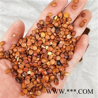 酸枣仁1000克促销批发价 好统 产地 海外 大货批发价图4