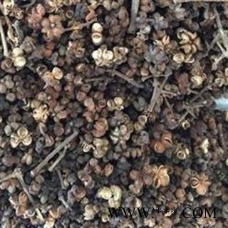 吴茱萸 吴茱萸大花吴萸花 产地 江西省 全部开花 自然籽 不掺假 低价出售 无利冲销量图3