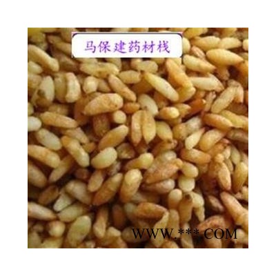 柏子仁 柏子仁精选货 产地 山东省