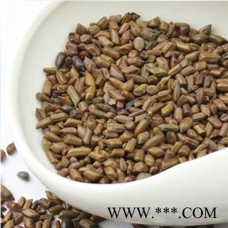 决明子 大粒 决明子 选 产地河南 德誉堂药业批发各种中药材图1