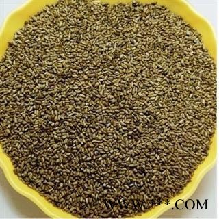 决明子 大粒 决明子 选 产地河南 德誉堂药业批发各种中药材图3