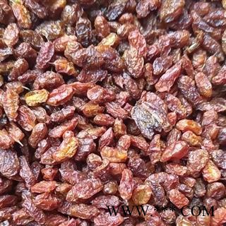 沙棘 精选沙棘果 大果可直接泡茶 新疆 产地 新疆维吾尔自治区图2