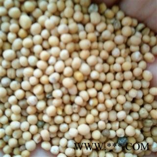 白芥子 净货 产地 四川省图2