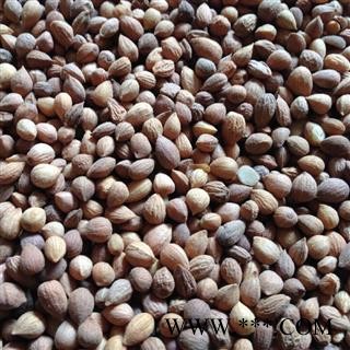 郁李仁 郁李仁统货 产地 内蒙古自治区图2