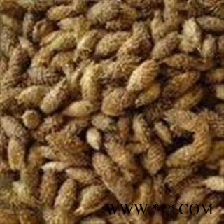 苍耳子 老苍子 毛苍子 苍耳仁 统货  产地 内蒙古自治区图2