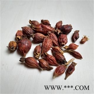 栀子 江西红栀子小统个 产地 江西省图2