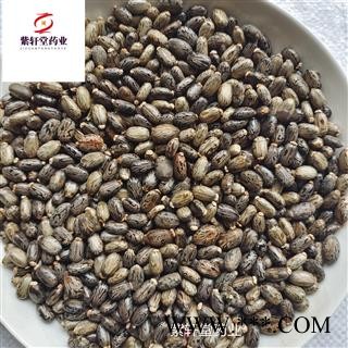 蓖麻子 蓖麻子 选货  产地安徽省 紫轩堂药业图4
