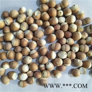 芡实 芡实1.0 产地 广东省图2