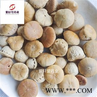 风流果 壮阳果 选货 优质风流果大个 龟头子 药效好  产地直销 产地 广西壮族自治区图3