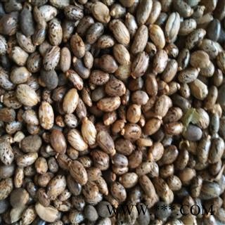 蓖麻子 蓖麻子 选 颗粒饱满 纯净无杂质 无霉变 无虫蛀 产地 山东省图2