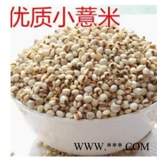 薏苡仁 贵州大粒薏米仁