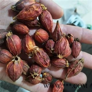 栀子 产地直销红栀子新货纯干 产地 江西省图4