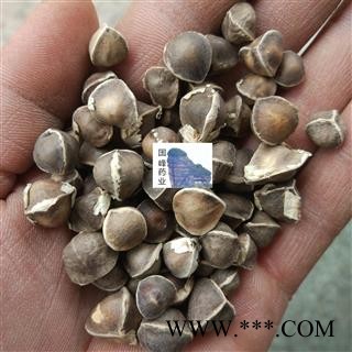 辣木籽 印度 辣木籽 纯干 选货 纯干货 国峰药业 重在品质 产地 海外图2