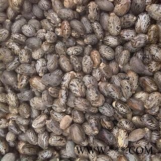 蓖麻子 选 蓖麻子 产地 安徽省 德誉堂药业批发各种中药材图3