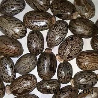 蓖麻子 选 蓖麻子 产地 安徽省 德誉堂药业批发各种中药材图2