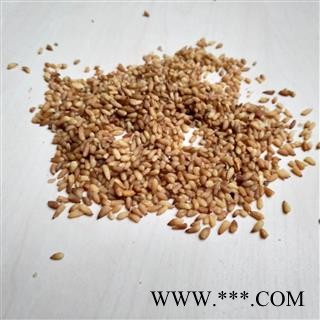 柏子仁 统货 有碎瓣 产地 山东省图2