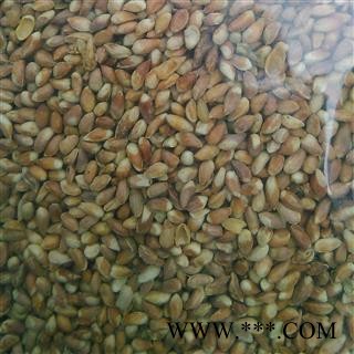 柏子仁 柏子仁精选货 产地 山东省大货批发价图2