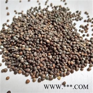 紫苏子 紫苏子净货 产地 河南省图2